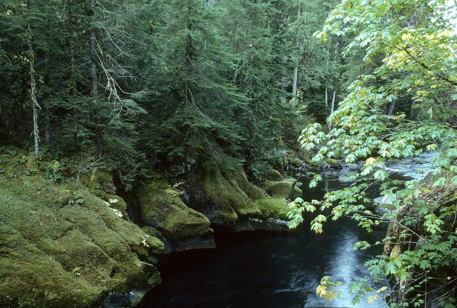 The McKenzie River in Willamette National Forest — the corridor this route follows