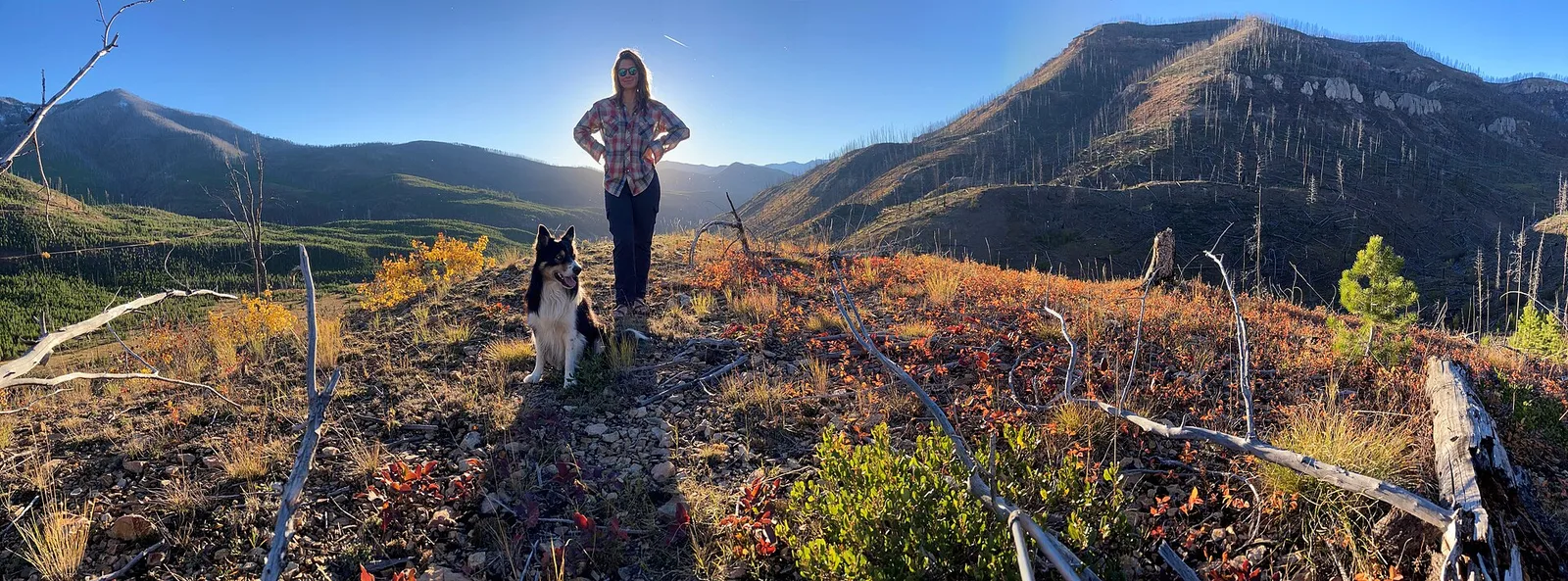 A husky on a mountain trail at sunset
